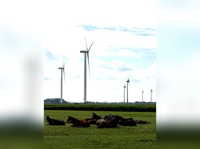 Koń holsztyński Klacz 2 lat 167 cm Stalowosiwy in Neufeld