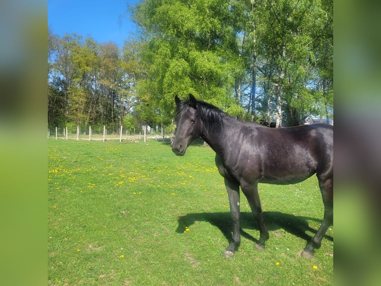 Koń holsztyński Klacz 2 lat 168 cm Kara in Klein Pampau