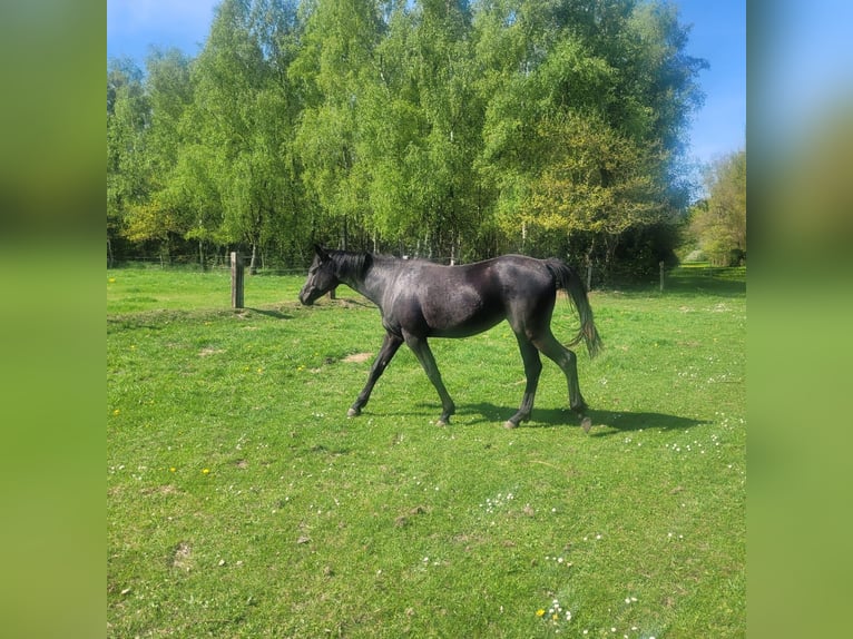Koń holsztyński Klacz 2 lat 168 cm Kara in Klein Pampau