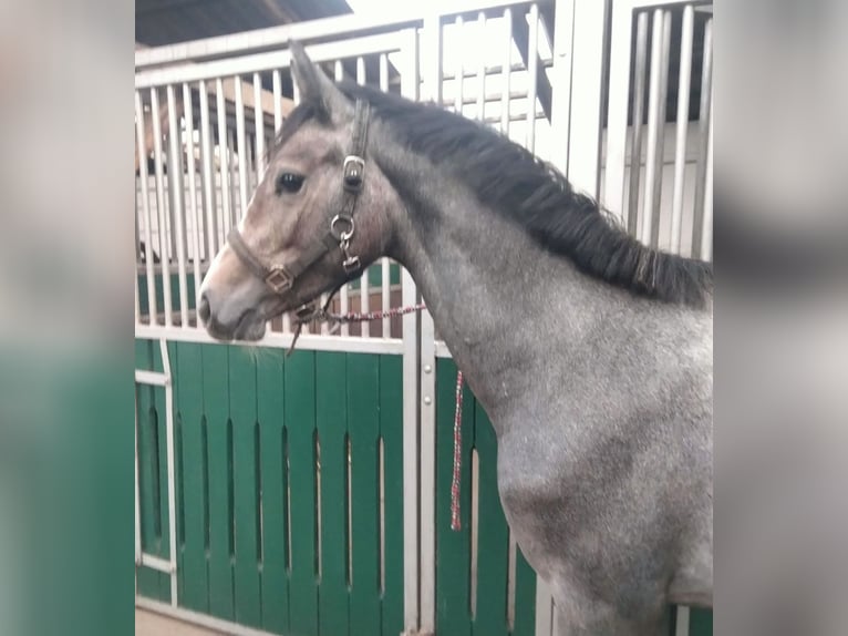 Koń holsztyński Klacz 2 lat 168 cm Siwa in Nettelsee