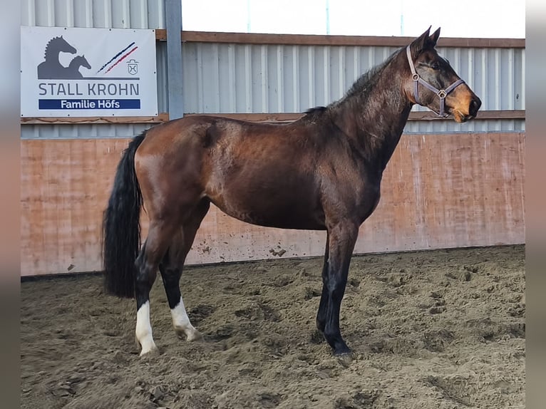Koń holsztyński Klacz 2 lat 170 cm Gniada in Kaiser-Wilhelm-Koog