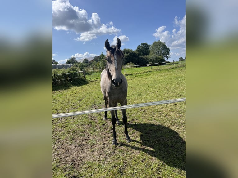 Koń holsztyński Klacz 3 lat 155 cm Siwa in Lübeck