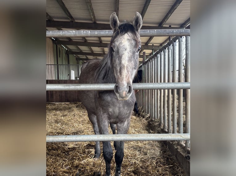 Koń holsztyński Klacz 3 lat 155 cm Siwa in Lübeck