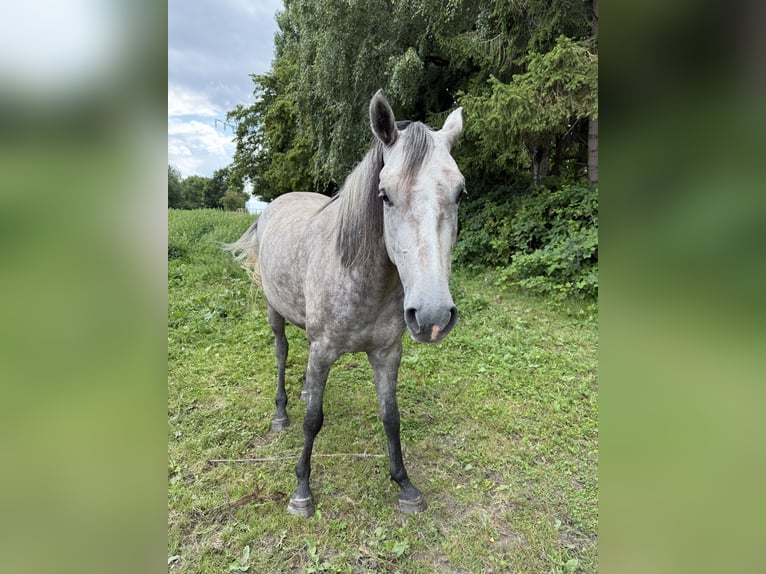 Koń holsztyński Klacz 3 lat 157 cm Siwa in Lübeck