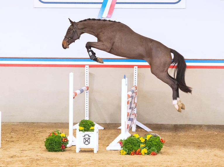 Koń holsztyński Klacz 3 lat 160 cm Gniada in Elmshorn