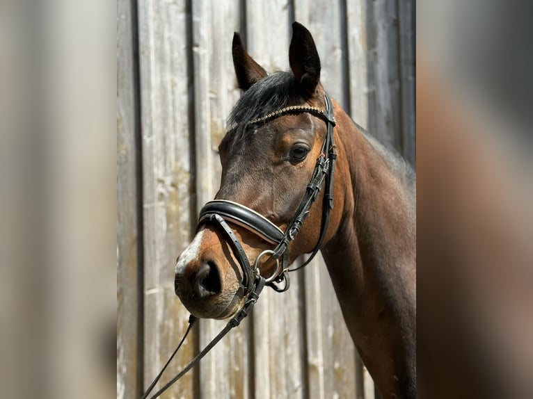 Koń holsztyński Klacz 3 lat 160 cm Gniada in Zell am Moos