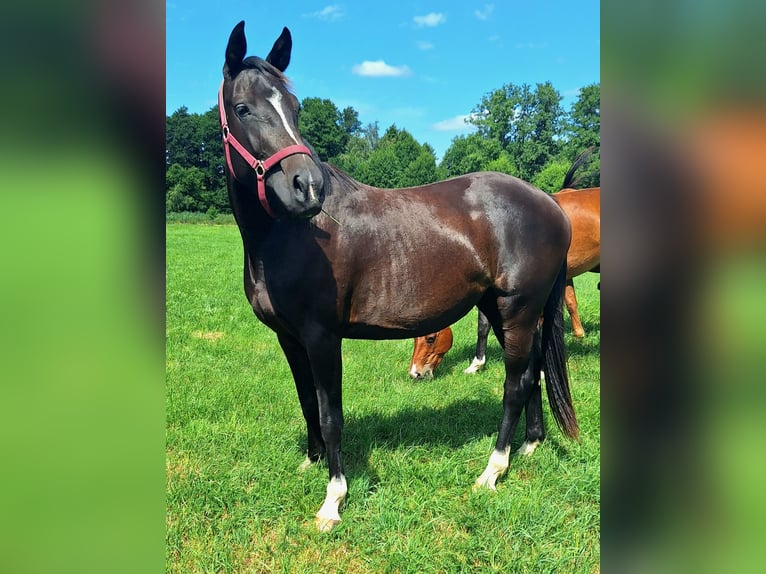 Koń holsztyński Klacz 3 lat 162 cm Ciemnogniada in Reinfeld