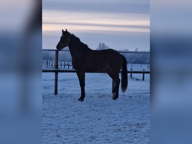Koń holsztyński Klacz 3 lat 162 cm Gniada in Elmshorn
