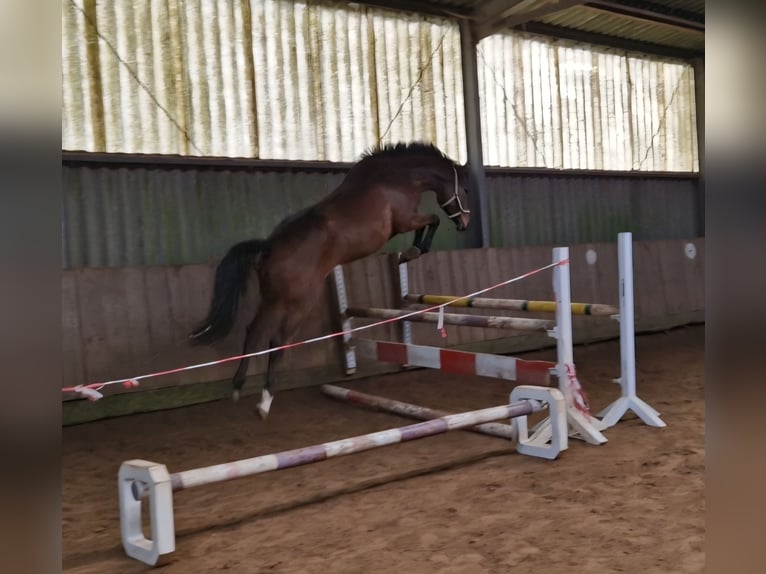 Koń holsztyński Klacz 3 lat 162 cm Gniada in Elmshorn
