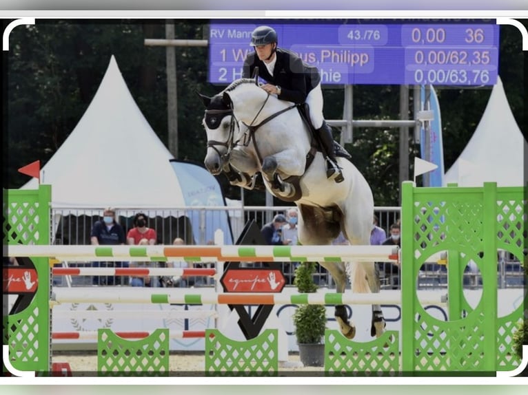 Koń holsztyński Klacz 3 lat 165 cm Gniada in Bargenstedt