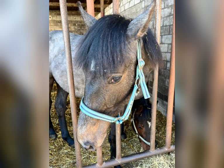 Koń holsztyński Klacz 3 lat 165 cm Siwa jabłkowita in Sterup