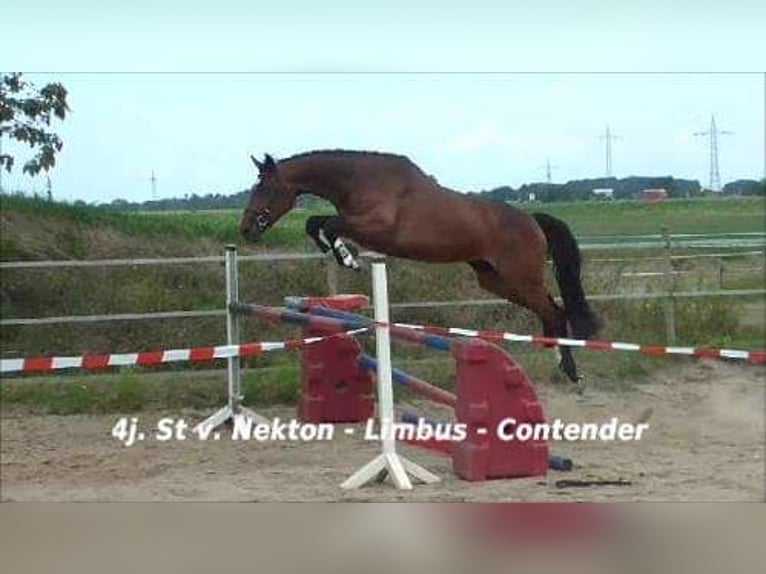 Koń holsztyński Klacz 3 lat 165 cm Siwa in Revensdorf