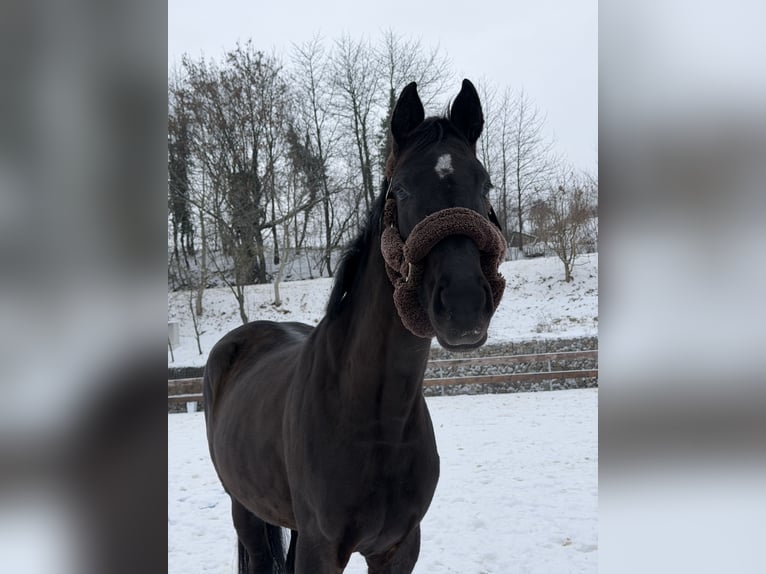 Koń holsztyński Klacz 3 lat 165 cm Skarogniada in Modrová