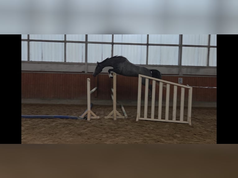 Koń holsztyński Klacz 3 lat 166 cm Siwa in Kaiser-Wilhelm-Koog