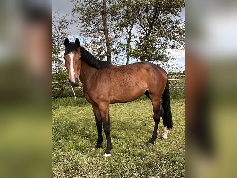 Koń holsztyński Klacz 3 lat 170 cm Gniada in Averlak