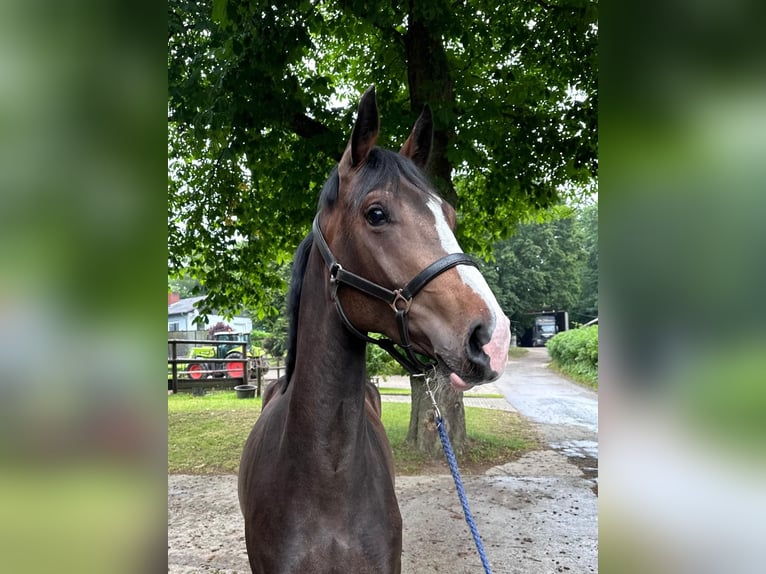 Koń holsztyński Klacz 3 lat 172 cm Ciemnogniada in Langwedel