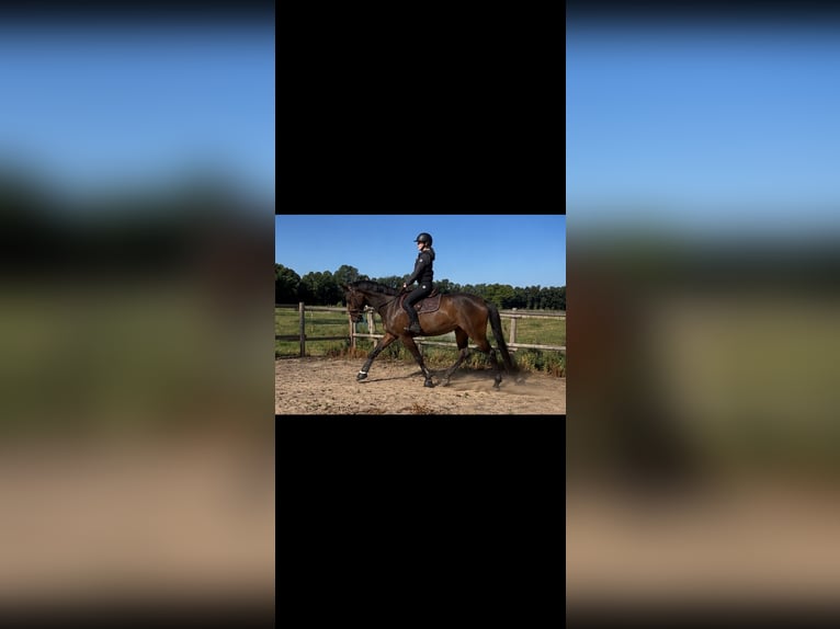 Koń holsztyński Klacz 3 lat 175 cm Ciemnogniada in Gusborn