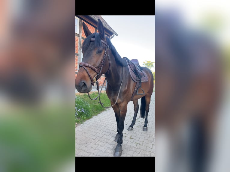 Koń holsztyński Klacz 3 lat 175 cm Ciemnogniada in Gusborn