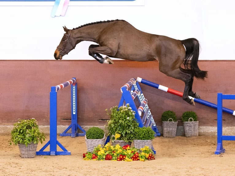 Koń holsztyński Klacz 3 lat Ciemnogniada in Elmshorn
