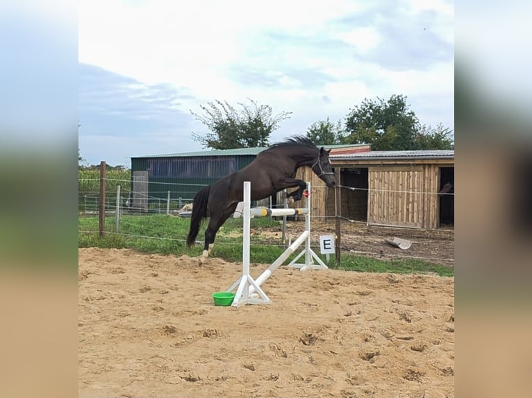 Koń holsztyński Klacz 4 lat 153 cm Skarogniada in Achtrup