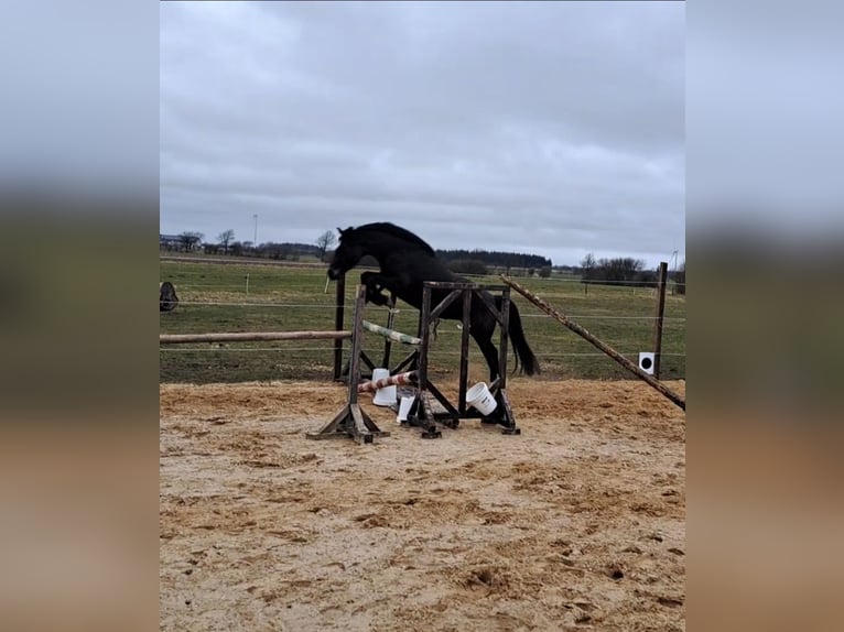 Koń holsztyński Klacz 4 lat 153 cm Skarogniada in Achtrup
