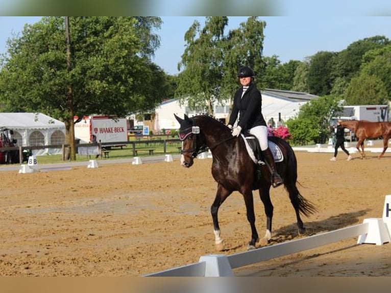 Koń holsztyński Klacz 4 lat 158 cm Gniada in Hamersen