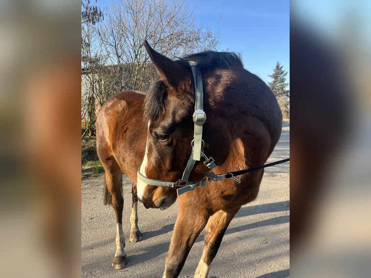 Koń holsztyński Klacz 4 lat 158 cm in Oldsum