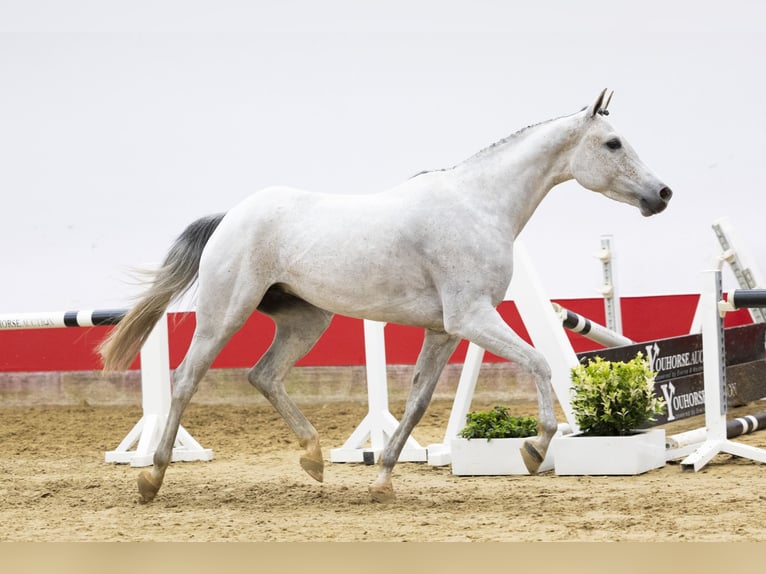 Koń holsztyński Klacz 4 lat 158 cm Siwa in Waddinxveen