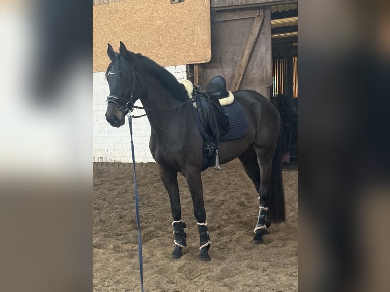 Koń holsztyński Klacz 4 lat 163 cm Ciemnogniada in Pinneberg