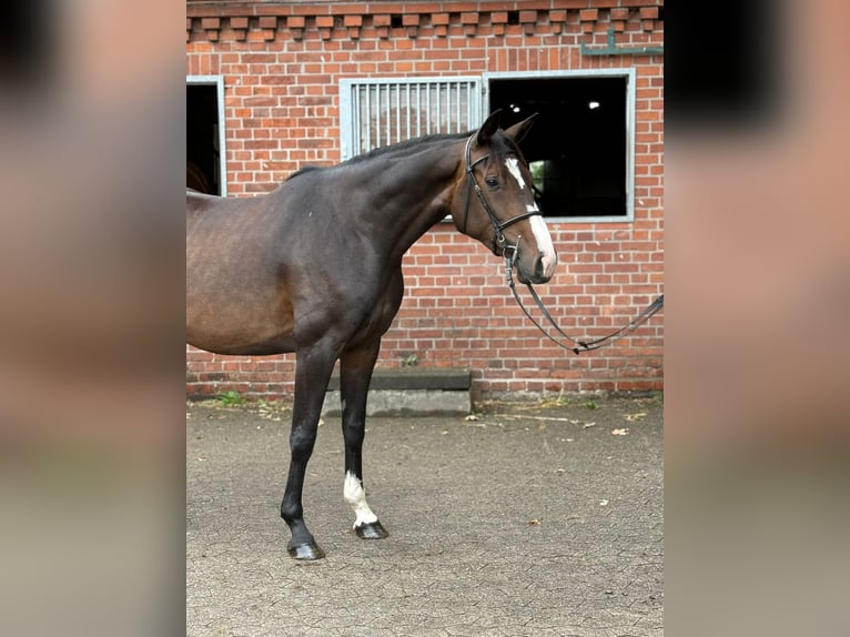 Koń holsztyński Klacz 4 lat 165 cm Ciemnogniada in Verden (Aller)Verden