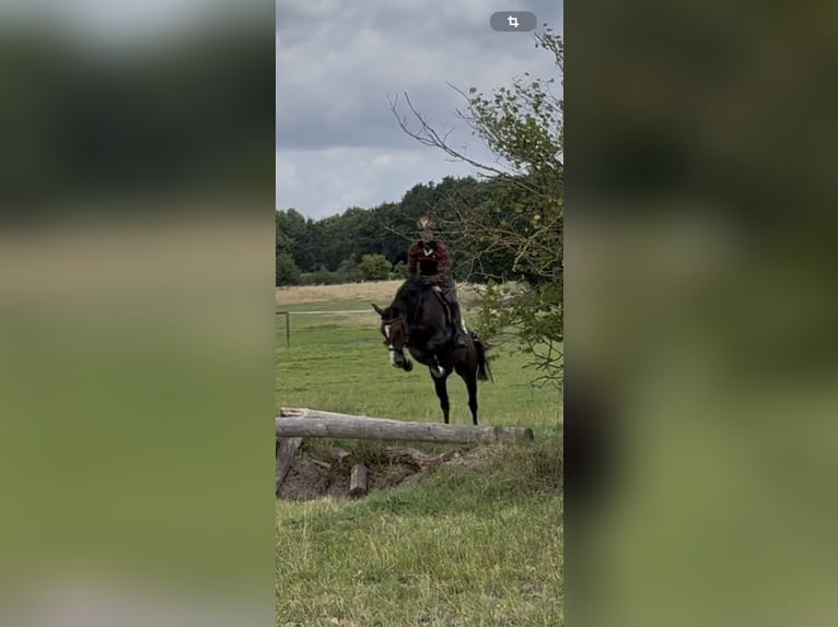 Koń holsztyński Klacz 4 lat 165 cm Ciemnogniada in Verden (Aller)Verden