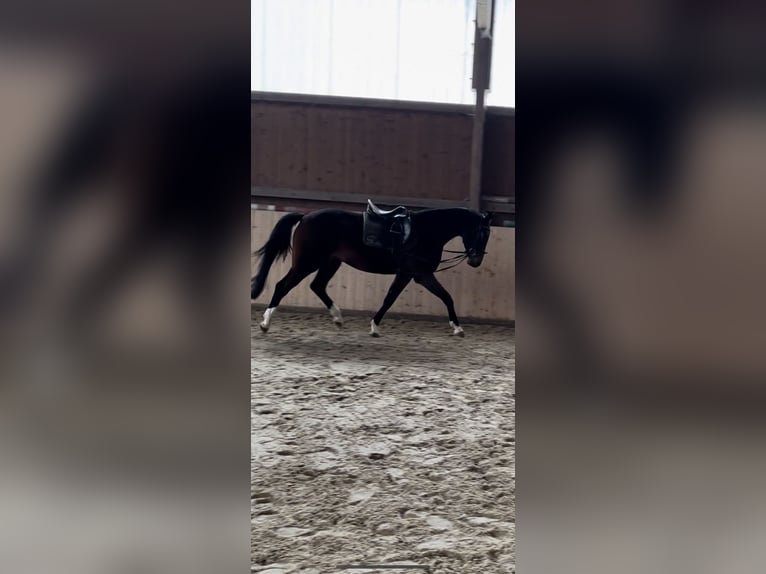 Koń holsztyński Klacz 4 lat 165 cm Ciemnogniada in Hannoversch Münden