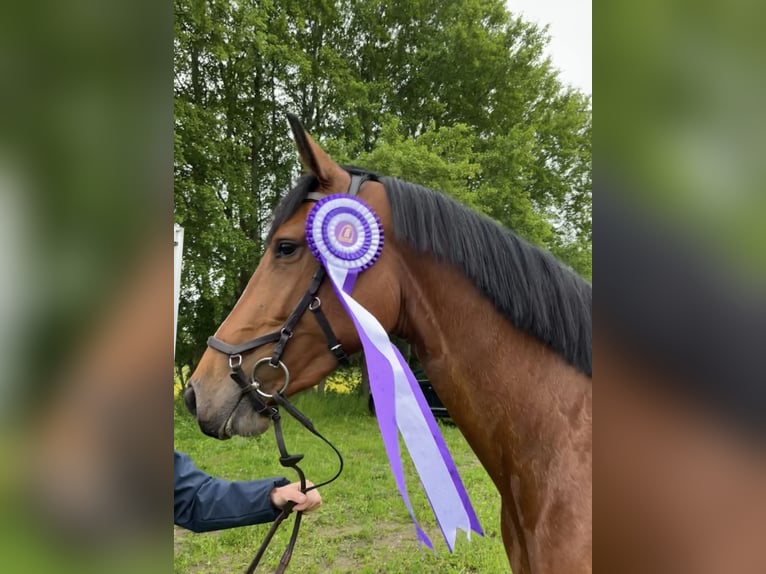 Koń holsztyński Klacz 4 lat 165 cm Gniada in Tomelilla
