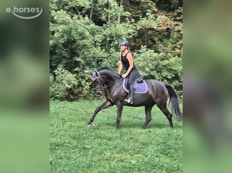 Koń holsztyński Klacz 4 lat 165 cm Skarogniada in Wachtberg