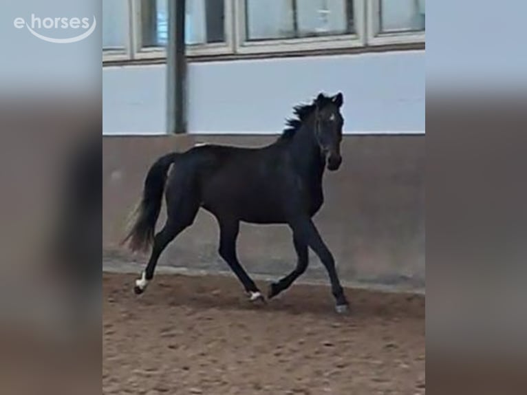 Koń holsztyński Klacz 4 lat 165 cm Skarogniada in Wachtberg