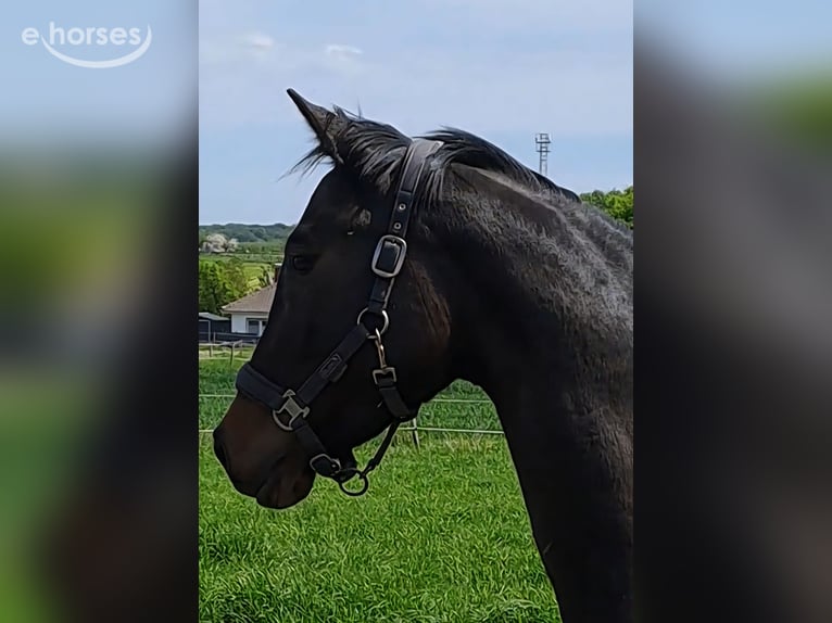 Koń holsztyński Klacz 4 lat 165 cm Skarogniada in Wachtberg