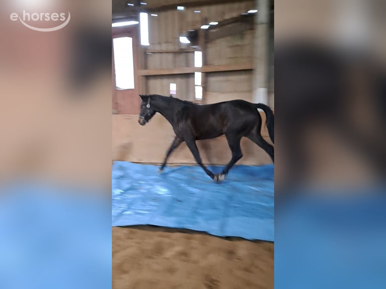 Koń holsztyński Klacz 4 lat 165 cm Skarogniada in Wachtberg