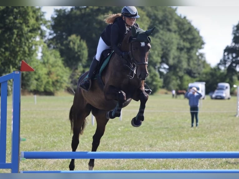 Koń holsztyński Klacz 4 lat 165 cm Skarogniada in Kiebitzreihe