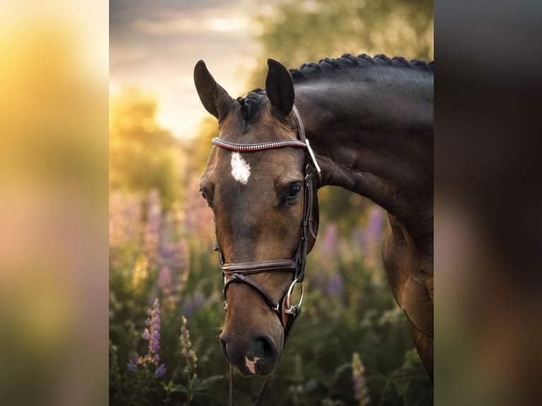 Koń holsztyński Klacz 4 lat 166 cm Ciemnogniada in Bokel