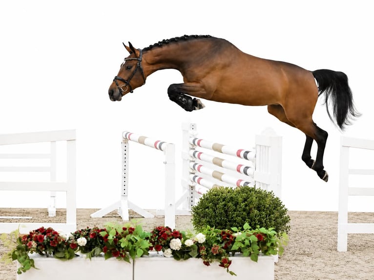 Koń holsztyński Klacz 4 lat 167 cm Gniada in GŁUBCZYN