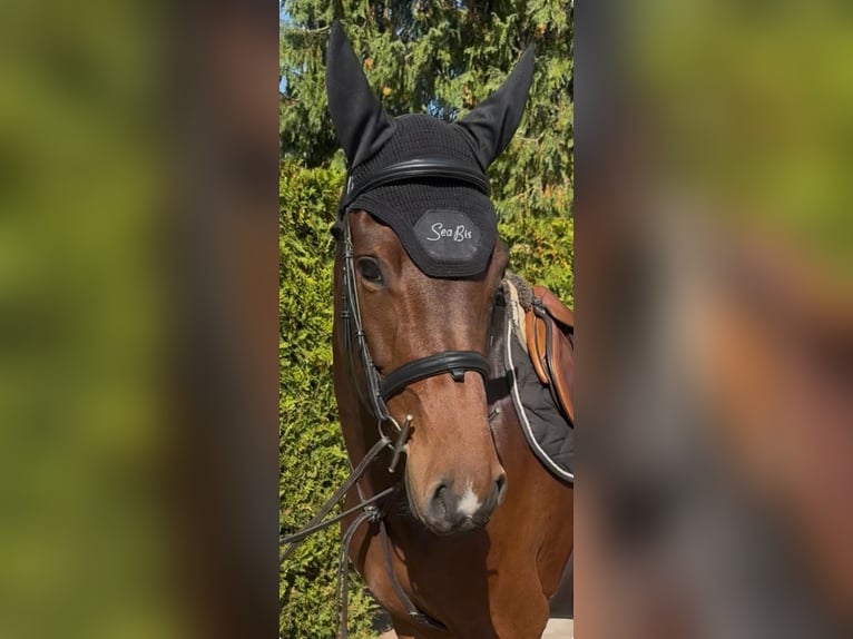 Koń holsztyński Klacz 4 lat 167 cm Gniada in Überherrn