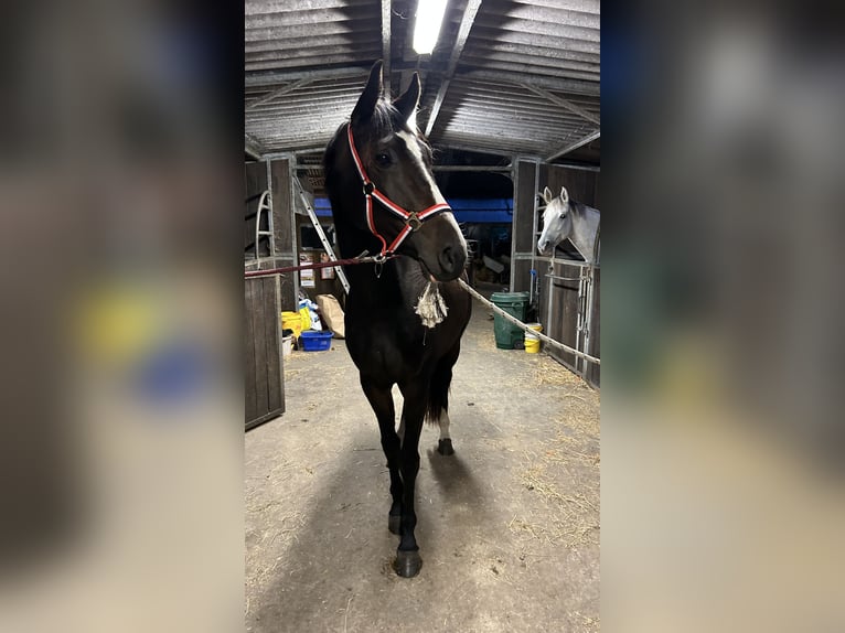 Koń holsztyński Klacz 4 lat 167 cm Gniada in Fehmarn