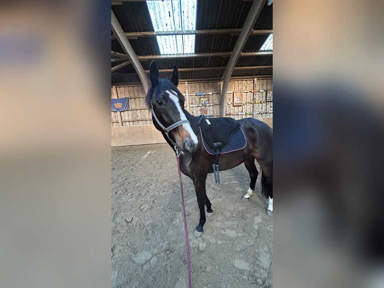 Koń holsztyński Klacz 4 lat 167 cm Gniada in Fehmarn