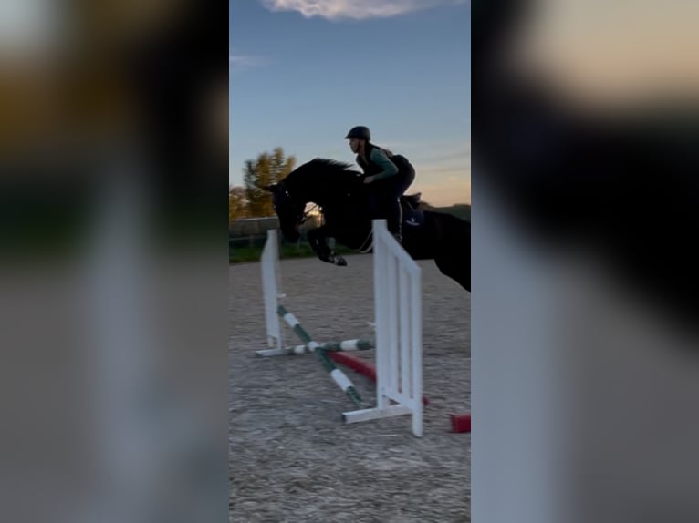 Koń holsztyński Klacz 4 lat 168 cm Kara in Mei&#xDF;enheim