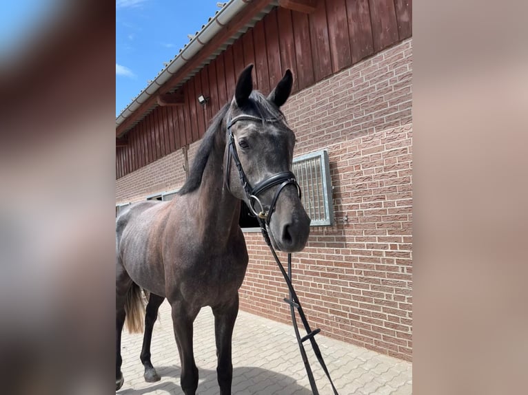 Koń holsztyński Klacz 4 lat 168 cm Karosiwa in M&#xFC;hlenflie&#xDF;