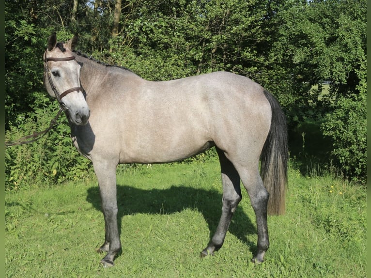 Koń holsztyński Klacz 4 lat 168 cm Siwa in Erharting