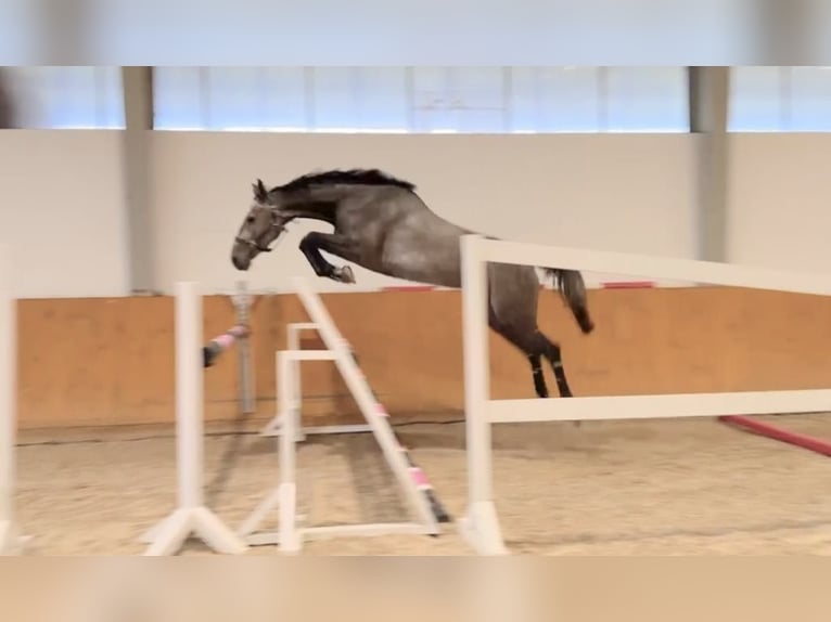 Koń holsztyński Klacz 4 lat 168 cm Siwa in G&#x141;UBCZYN - ROGOWNICA