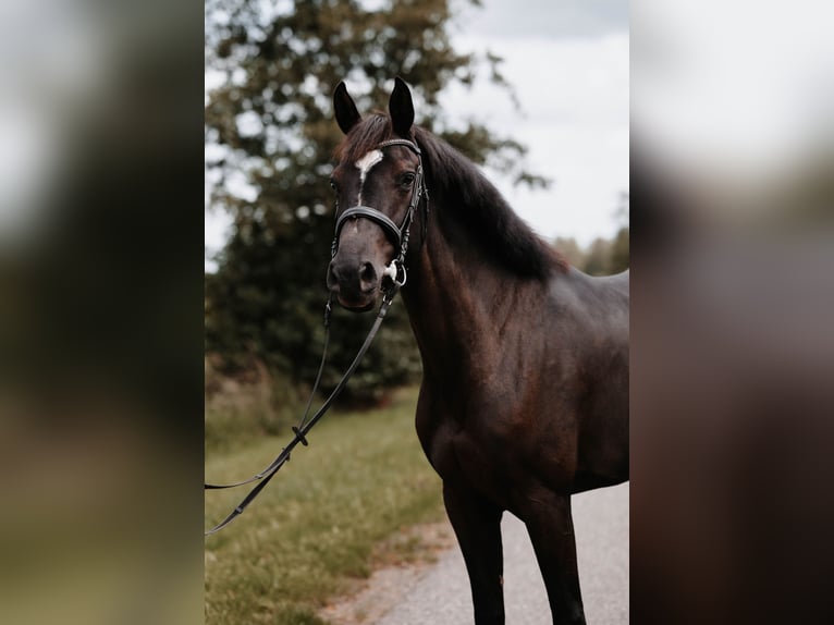 Koń holsztyński Klacz 4 lat 169 cm Kara in Kollmar