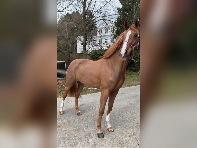 Koń holsztyński Klacz 4 lat 169 cm Kasztanowata in Trittau