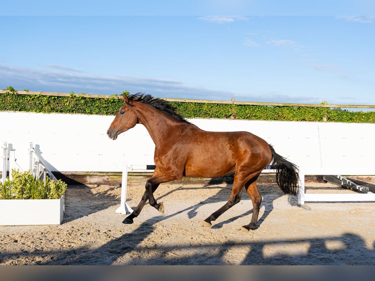 Koń holsztyński Klacz 4 lat 170 cm Gniada in Waddinxveen
